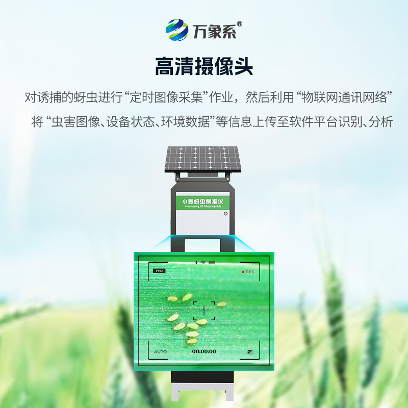 小麥蚜蟲(chóng)在線(xiàn)監測系統，小麥病害防治的利器之一